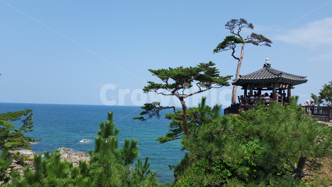 plant,식물,나무,tree,바다,korea,sea