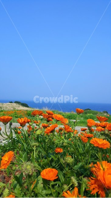 바다,수평선,파란바다,파란하늘,해안가꽃,식물,자연,plants,nature,꽃,flower