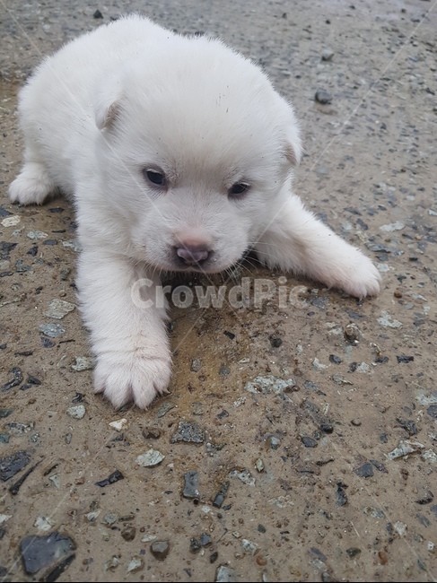 강아지,동물,멍멍이,pup,귀여움,동물,animal,포유류,mammal,개,강아지,dog,doggy