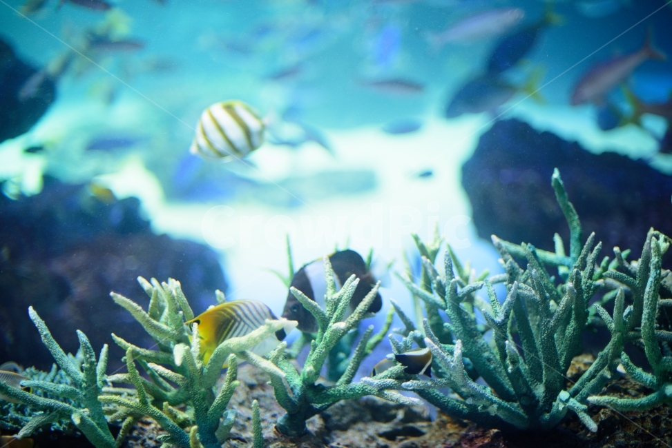물고기,생선,니모,수족관,아쿠아리움,헤엄,수영,물,동물,어류,상어,산호,aquarium,fish,동물,animal,어류,물고기,fish