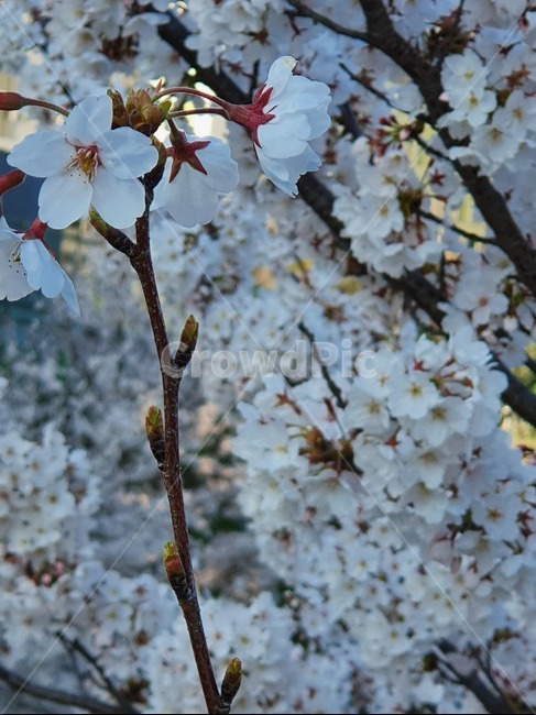 식물,벚꽃,cherryblossom,꽃,flower,blossom