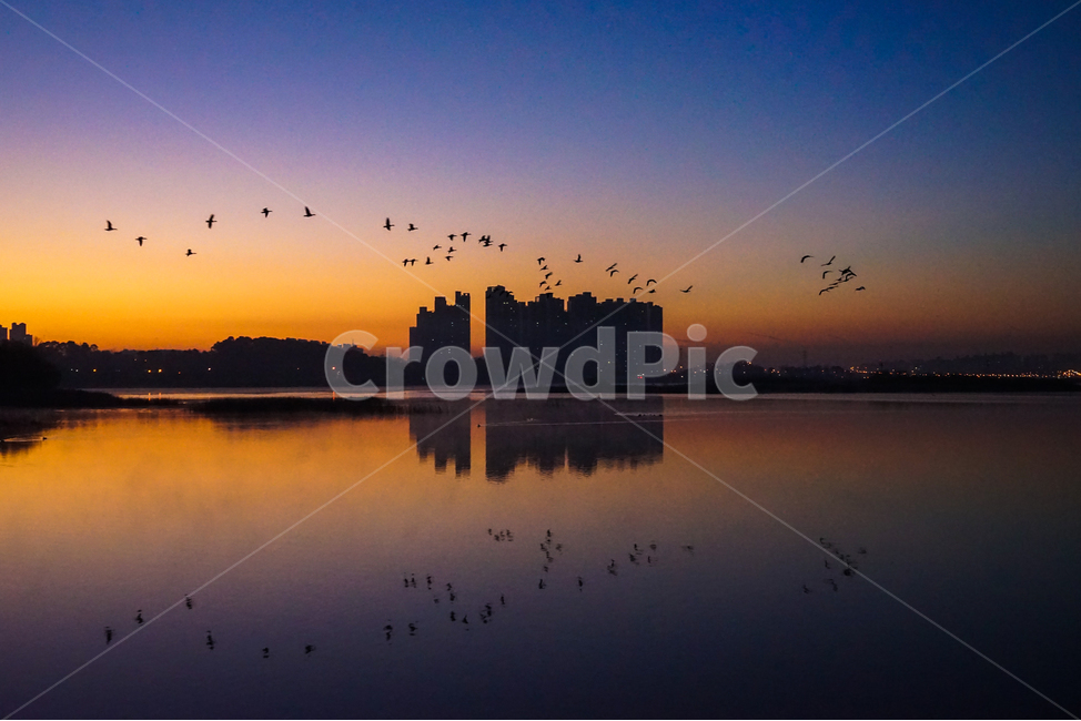 겨울철새,조류,철새,동물,호수,비행,군무,도시,풍경,city,landscape,한국도시풍경,한국도시경관,korea cityscape,실루엣,그림자,silhouette,shadow,bird,새,animal,nature,자연