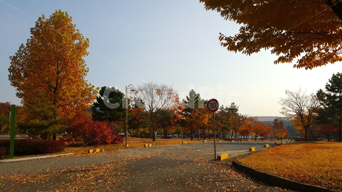 가을,단풍,낙엽,autumn,maple,fall,가을,계절,fall,autumn,season,road,도로,plant,식물,tree,나무,asphalt,아스팔트,dirt road,흙길,gravel,자갈