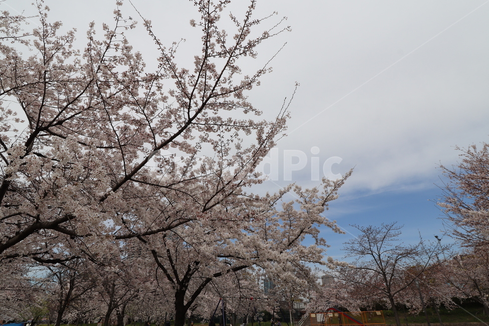 일본,오사카,조폐국,벚꽃,하늘,봄,계절,spring,season,자연,풍경,nature,landscape,plant,식물
