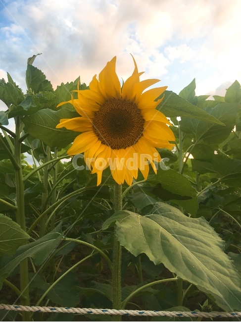 해바라기,노란꽃,선플라워,sunflower,가을,하늘,한송이,꽃