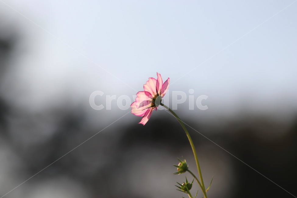 flower,꽃,plant,식물,코스모스,식물,자연,plants,nature,꽃,flower