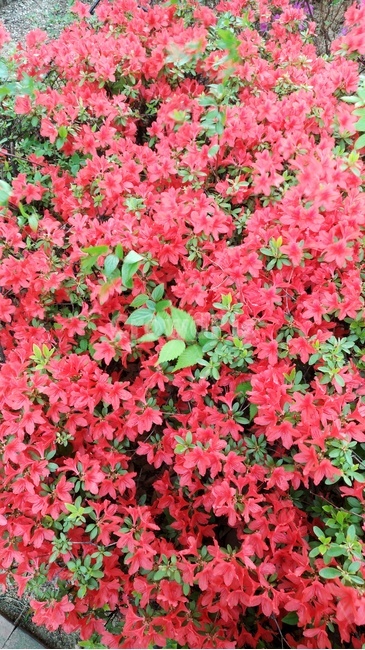 leaf,잎,plant,식물,철쭉,봄,꽃
