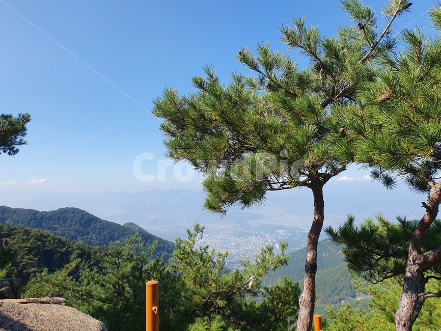 소나무,자연풍경,등산,나무줄기,산맥,산정상,산꼭대기,자연,nature,식물,plant,나무,tree,화왕산,식물,자연,plants,nature,나무,trees,wood