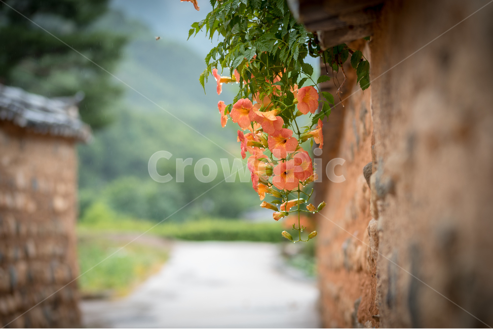 돌담길,능소화,시골길,꽃,이슬,감성,flower,chinesetrumpetcreeper,sensitivity,식물,자연,plants,nature,식물,자연,plants,nature,꽃,flower