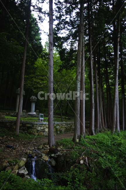 초록,나무,잎,식물,plant,자연,nature,숲,자연,풍경,nature,landscape,tree,tree trunk,나무 줄기