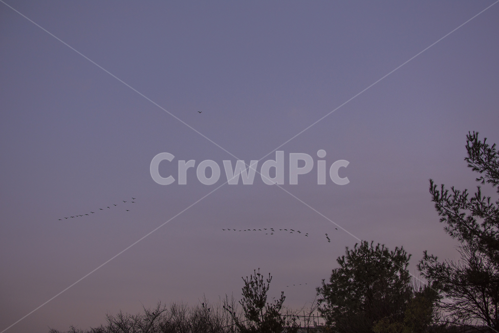 새,까치,저녁하늘,풍경,노을,bird,night,자연,풍경,nature,landscape,outdoors,옥외