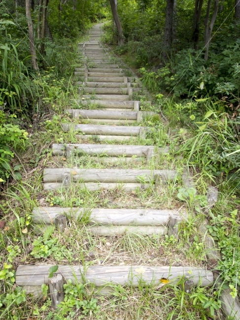 계단,산,등산,자연,높은,나무,풀,꽃,풍경,길,등산로,오르다,자연,풍경,nature,landscape