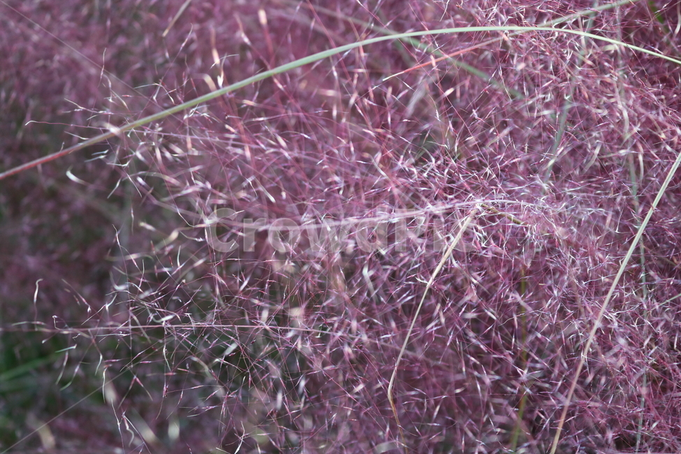 핑크뮬리,뮬리,식물,자연,벼과,분홍쥐꼬리새,가을,가을,계절,fall,autumn,season