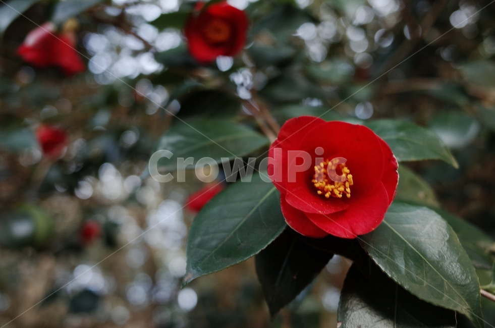 제주도,동백꽃,동백,겨울,빨간꽃,겨울꽃,식물,꽃,식물,자연,plants,nature,꽃,flower