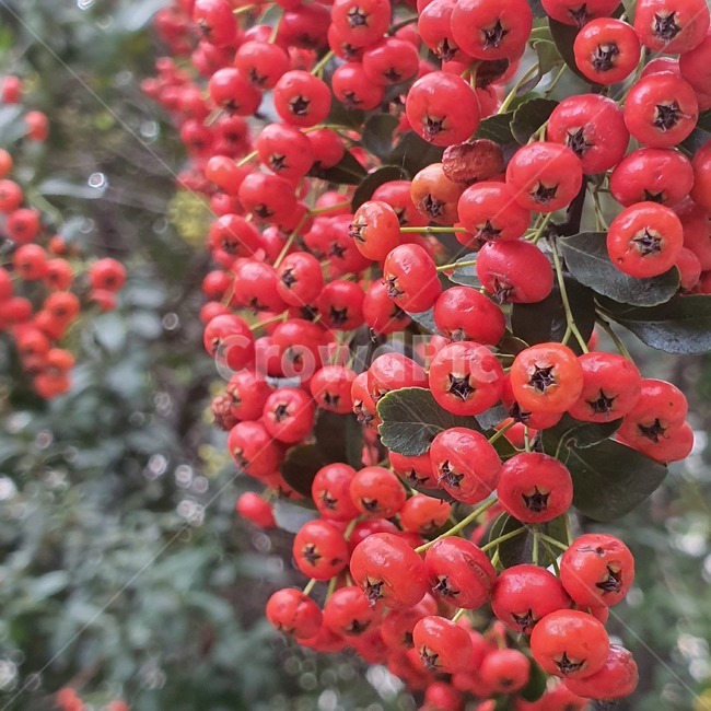 plant,식물,produce,열매,fruit,생산액,과일,food