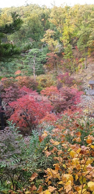 나무,tree,식물,단풍,풍경,자연,가을,계절,fall,autumn,season,plant