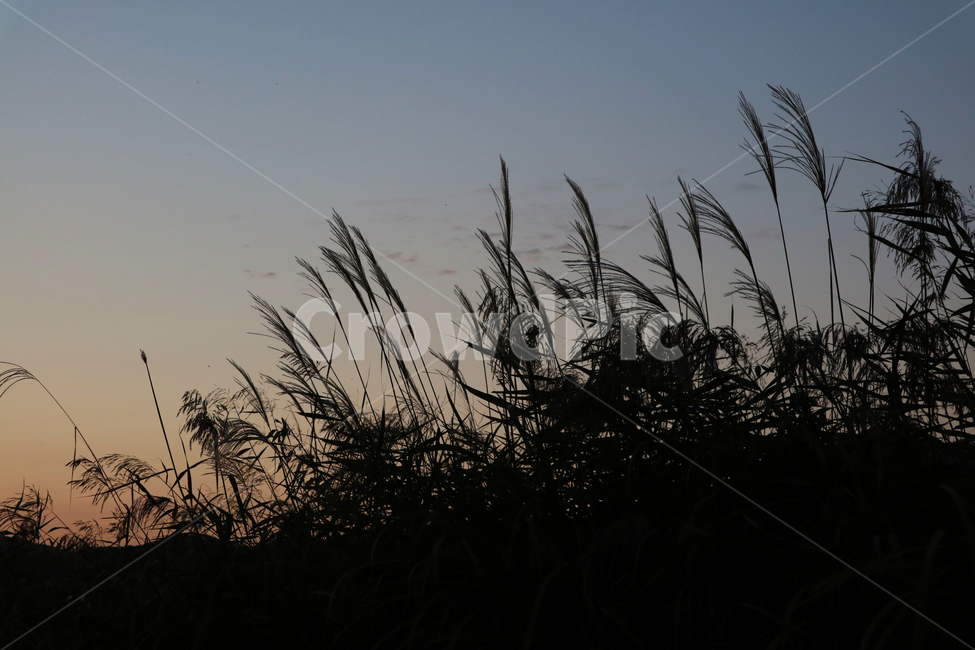 억새,갈대,가을,외로움,고독,감성,식물,자연,plants,nature,실루엣,그림자,silhouette,shadow