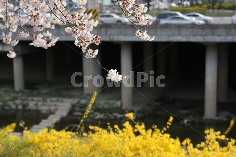 벚꽃,개나리,봄,하천,감성,ppt배경,봄,계절,spring,season,식물,자연,plants,nature,꽃,flower,plant,blossom