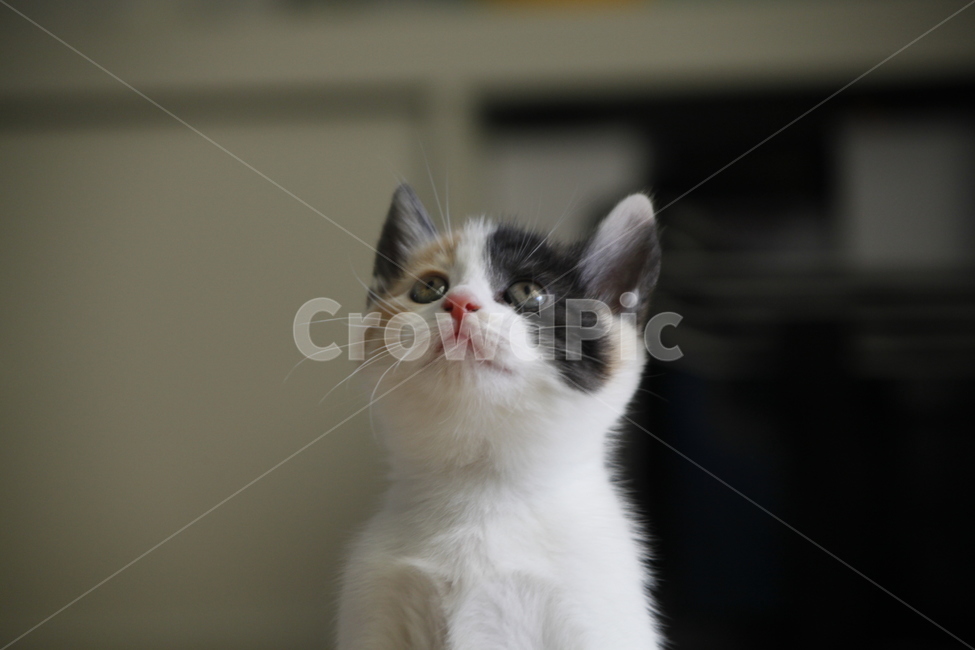 고양이,점박이,아기고양이,러블리,cat,kitty,동물,animal,포유류,mammal,고양이,cat,kitten,kitty