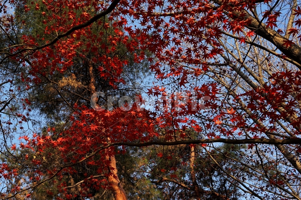 가을,단풍,단풍나무,붉은색,자연,화려함,가을풍경,autumn,fall,autumnleaves,plant,nature,계절,나무,븕은색,maple,red,season,colorful,느낌,감성,trees,branches,울긋불긋,자연autumn,mapletree,가을,계절,fall,autumn,season,식물,자연,plants,nature,나무,trees,wood,leaf,잎,tree