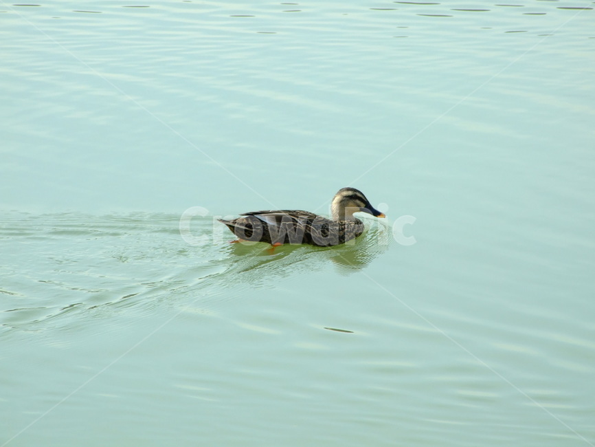 오리,물오리,호수,풍경,시골,동물,animal,조류,새,birds