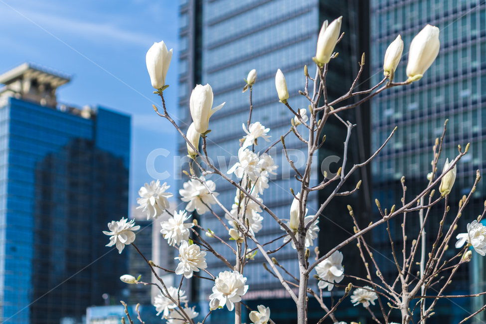 building,건물,officebuilding,사무실건물,하늘,파랑,봄,노랑꽃,도시,꽃,목련,봉오리,흰꽃,도시속봄,봄맞이,서울