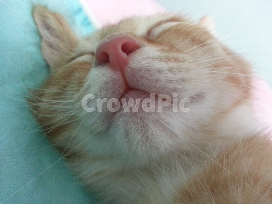 고양이,아기고양이,잠자는고양이,고양이코,cat,동물,animal,포유류,mammal,고양이,cat,kitten,kitty