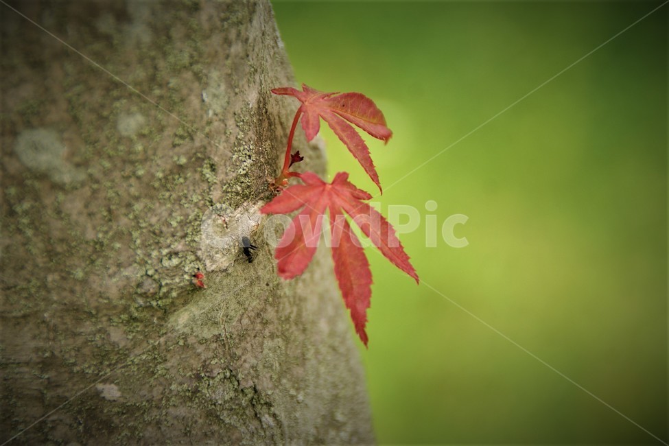 leaf,잎,나무,tree,개미,단풍