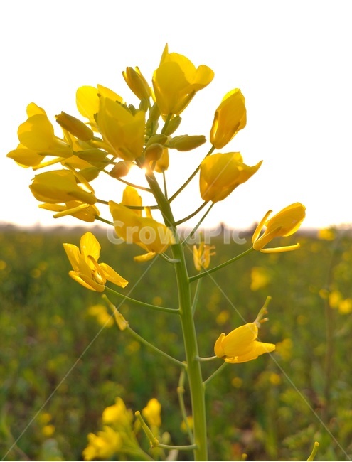 유채꽃,풍경,감성,제주풍경,자연,봄,계절,spring,season,식물,자연,plants,nature,꽃,flower