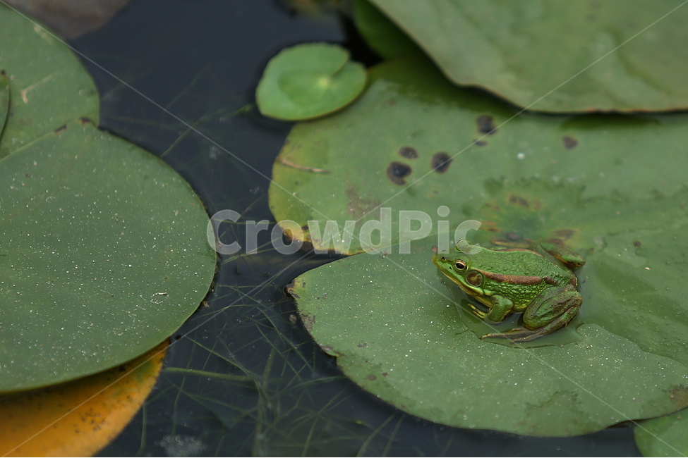 여름,연못,관곡지,summer,pond,개구리,flog,동물,animal,파충류,양서류,reptile,amphibian