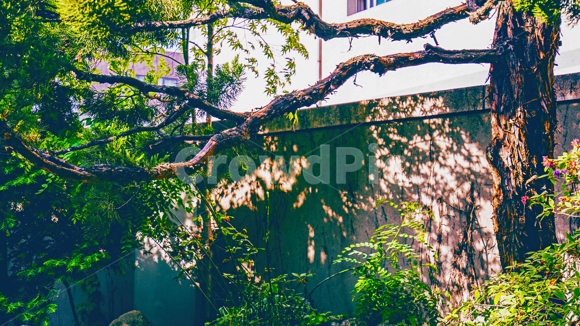 벽,나무,tree,wall,담벼락,미술관옆집,식물,자연,plants,nature,나무,trees,wood
