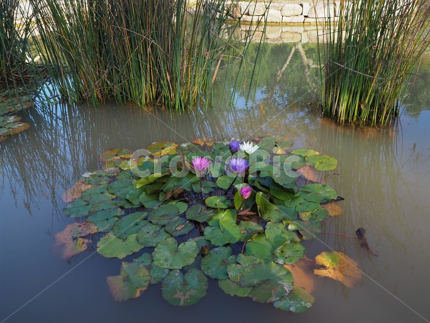 대구수목원,nature,자연,outdoors,물,water,연꽃,물가,연못