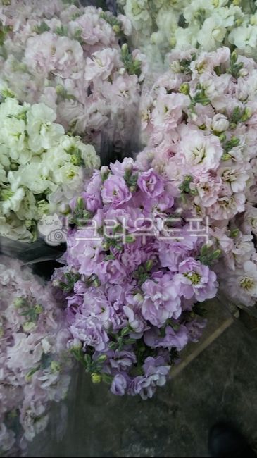 스토크,flower,꽃,꽃다발,선물,꽃판매,꽃선물