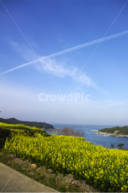 유채꽃,꽃밭,꽃,flower,계절,봄,spring,하늘,구름,풍경,바다,청산도,봄,계절,spring,season,자연,풍경,nature,landscape,한국자연풍경,한국자연경관,korea nature landscape,grassland,목초지,outdoors,옥외,field,들