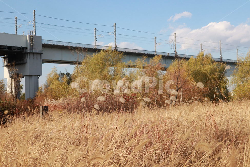 가을,갈대,억새,다리,청명한,풍경,풀밭,Fall,autumn