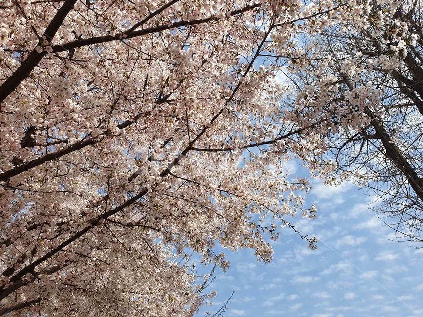 식물,flower,꽃,blossom,벚꽃,분홍색,natural,봄,계절,spring,season,plant