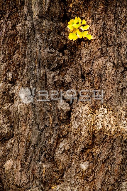 tree trunk,ginkgo leaves,Ginkgo,tree leaves,old tree,plant,bumpy,tree,treetrunk,yellow leaves,autumn