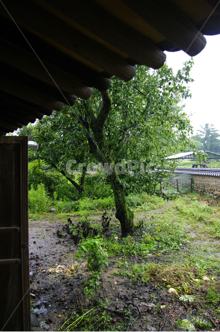 전통가옥,기와지붕,나무,담장,식물,마당,자연,풍경,nature,landscape,outdoors,옥외,porch,현관,garden,정원,arbour,정자,patio,안마당