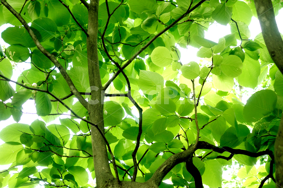 나뭇잎,싱그러운,신선한,여름,푸르른,잎무늬,plants,nature,숲,healing,green,나무잎,plant,forest,leaves,5월,6월,엽록소,산소,울창한,그늘,피톤치드,나무,줄기,air,clean,숲속,식물,trees,wood,맑은,청명,햇빛,활엽수,sns,feeling,leaf,역광,사보,봄,잎새,봄이미지,그리너리,4월,7월,시즌,계절,자연,풍경,투명한,힐링,무공해,공기,나무들,시안,디자인,디자이너,카다로그,greenleaves,친환경,자연친화적,순수,청정,오염없는,출판,편집,인쇄,홍보용,배너,전단,팝업,색감,정화,환경,자연이미지,환경친화적,광고,잡지,책자,서적,교과서,학습지,청록,에어,색상,해맑은,햇살,초록,초록물결,그린,녹색,신록,마케팅,콘텐츠,홈페이지,블로그,웹,홈쇼핑,식물,자연,plants,nature,나무,trees,wood,휴식,힐링,rest,relaxation,healing