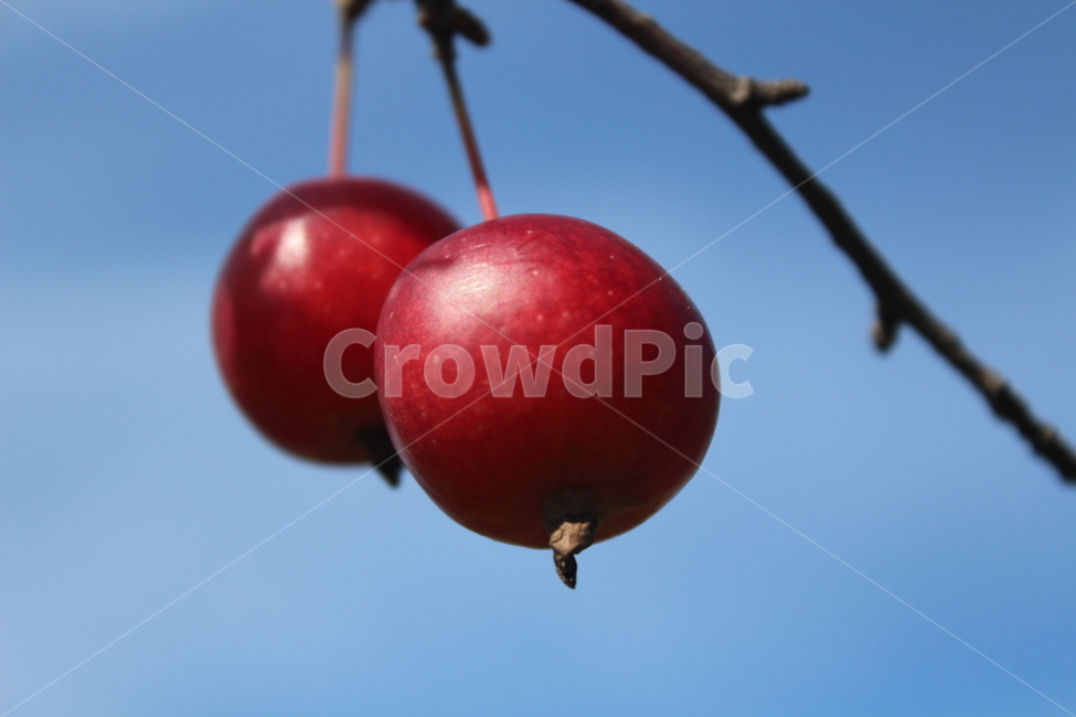 fruit,과일,apple,사과,plant,과일,열매,fruit