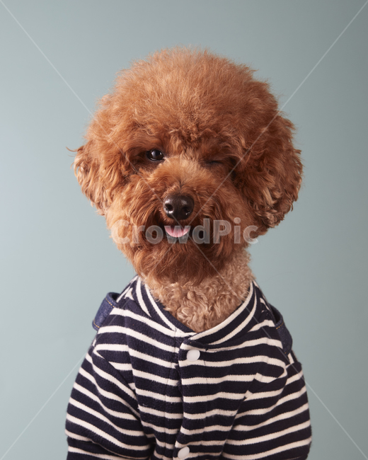 개,강아지,푸들,pet,강아지윙크,윙크,강아지스튜디오,반려견,반려견스튜디오,동물,animal,포유류,mammal,개,강아지,dog,doggy
