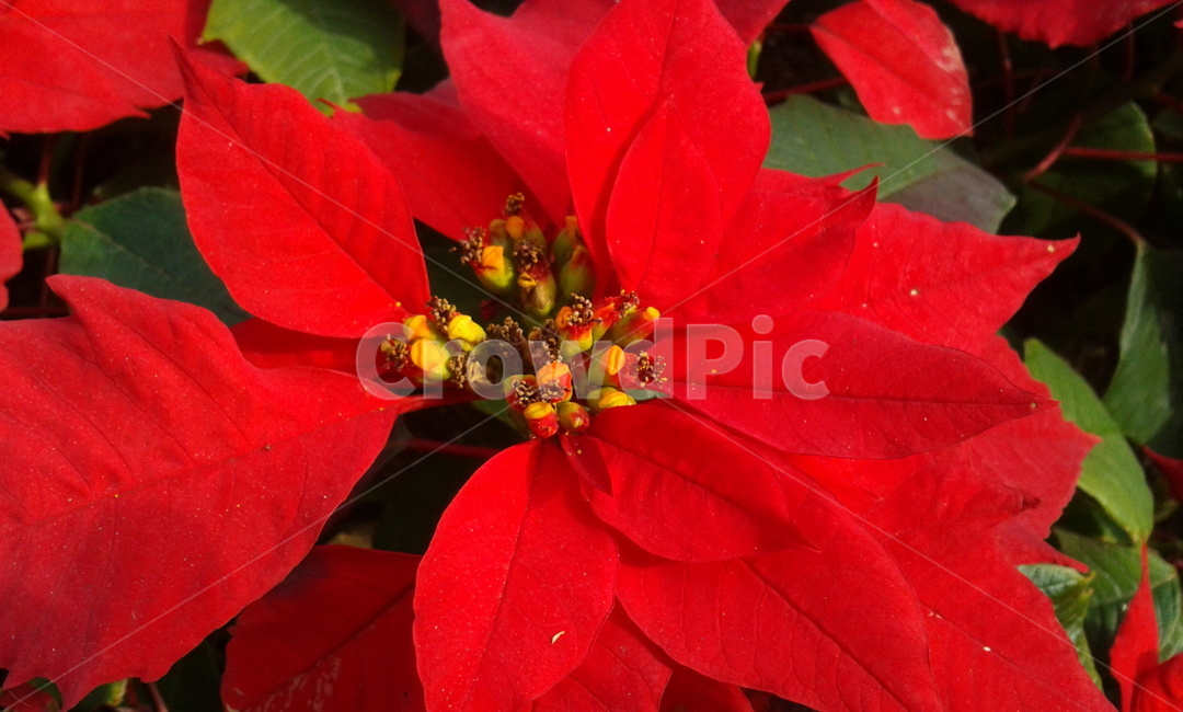 plant,식물,leaf,잎,red,식물,자연,plants,nature,꽃,flower
