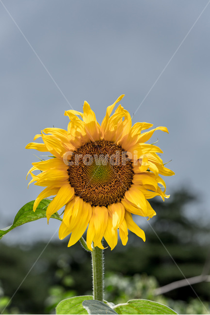 해바라기,꽃,열정,씨앗,바람,식물,노랑,여름,계절,summer,season,가을,fall,autumn,식물,자연,plants,nature,꽃,flower,plant,blossom