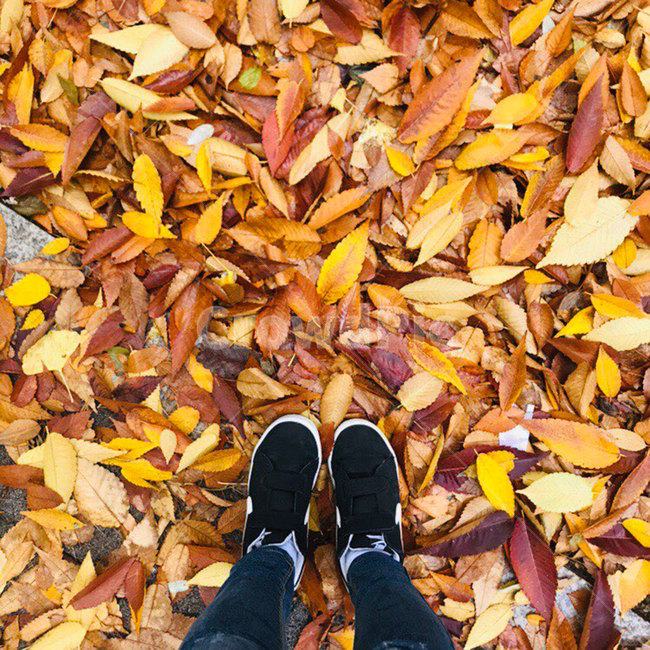 가을,풍경,분위기,신발,단풍,가을,계절,fall,autumn,season,plant,식물,leaf,잎