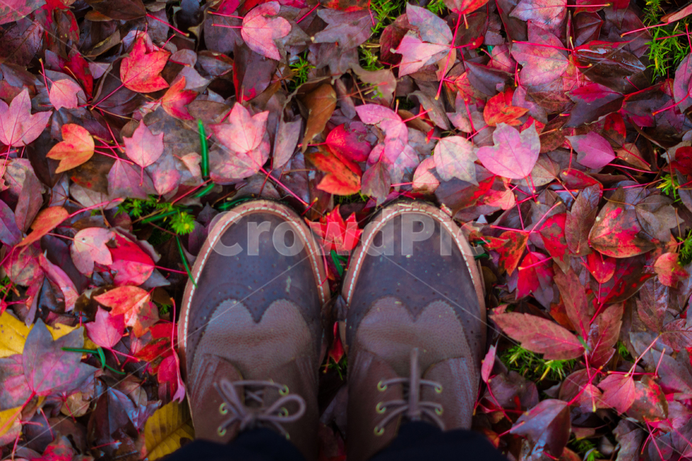 발,단풍,구름,식물,풍경,가을,계절,plant,sky,cloud,landscape,fall,leaf,season,autumn,공원,낙엽,구두,신발,shoe,바닥,땅,빨강,red,가을,계절,fall,autumn,season,잎