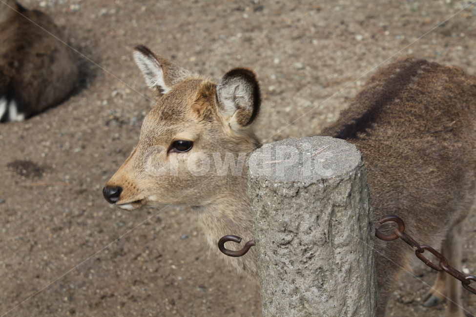 사슴공원,일본,사슴,japan,아기사슴,사슴클로즈업,동물,animal,포유류,mammal