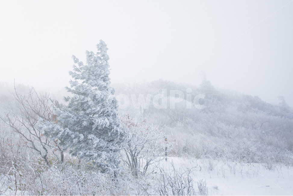 덕유산,설경,일출,상고대,눈꽃,겨울,계절,winter,season,자연,풍경,nature,landscape,outdoors,옥외