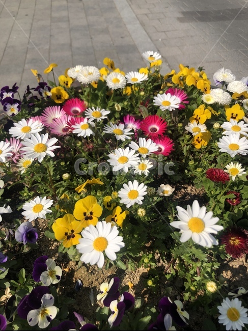 꽃,하얀꽃,노란꽃,풀,봄,식물,자연,plants,nature,꽃,flower