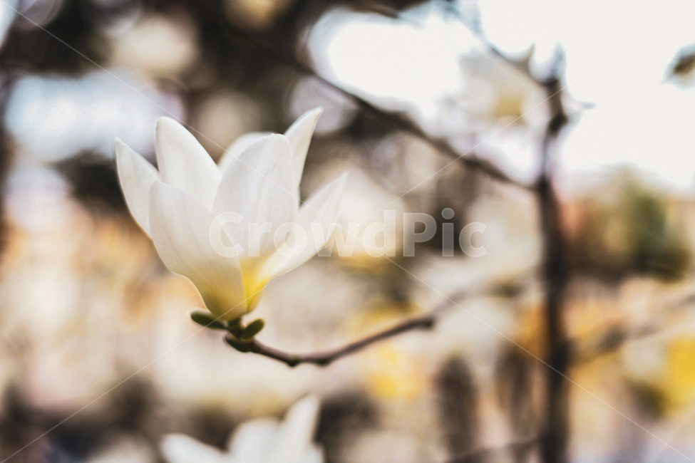 blossom,petal,꽃잎,flower,꽃,plant,식물,목련나무,흰꽃,꽃,flower