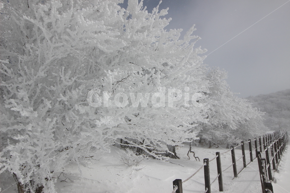 한라산,사라오름,성판악코스,눈꽃,눈산행,HallasanMountain,겨울,계절,winter,season,자연,풍경,nature,landscape,outdoors,옥외,storm,폭풍,snow,눈,blizzard,눈보라